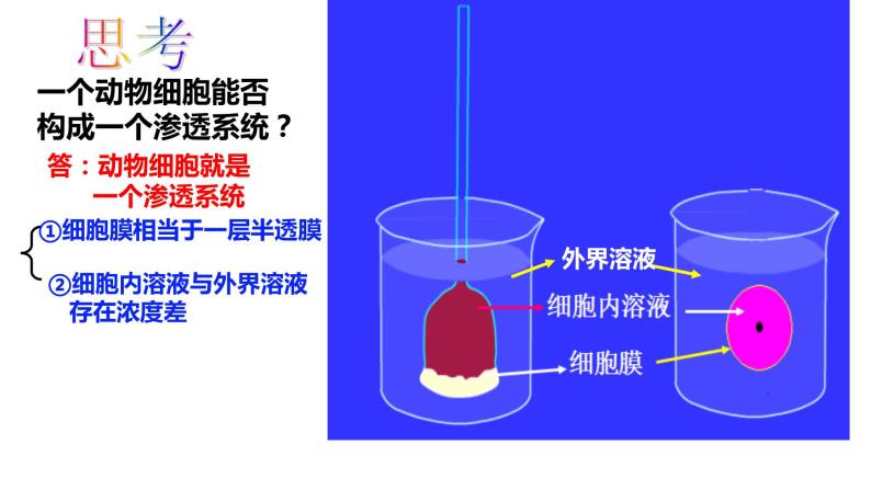 4.1被动运输课件PPT07