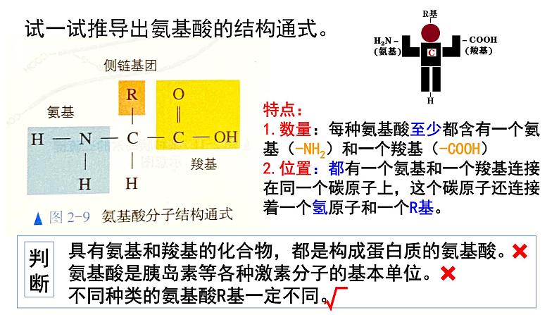 2.4蛋白质是生命活动的主要承担者课件PPT05