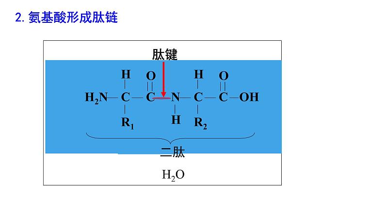 2.4蛋白质是生命活动的主要承担者课件PPT08