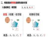 2.5 核酸是遗传信息的携带者课件PPT