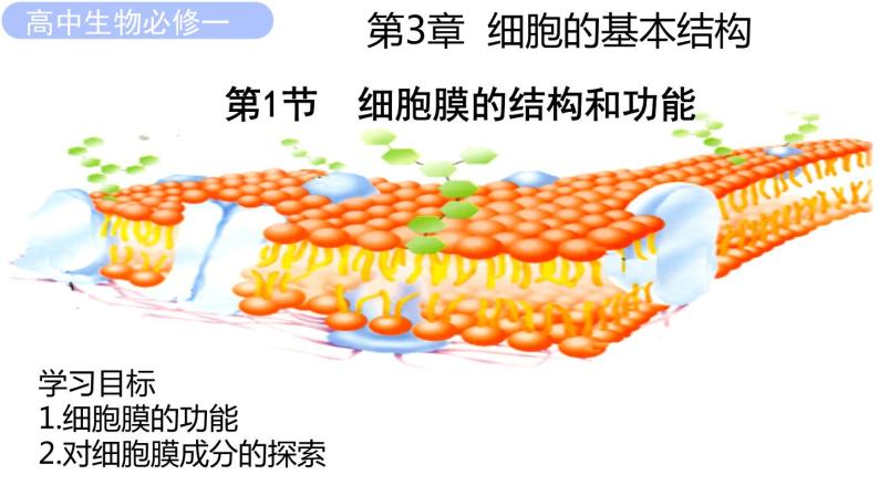 3.1细胞膜的结构和功能课件PPT01