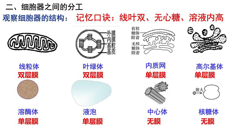 3.2 细胞器之间的分工合作课件PPT05