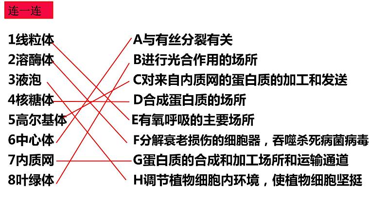 3.2 细胞器之间的分工合作课件PPT08