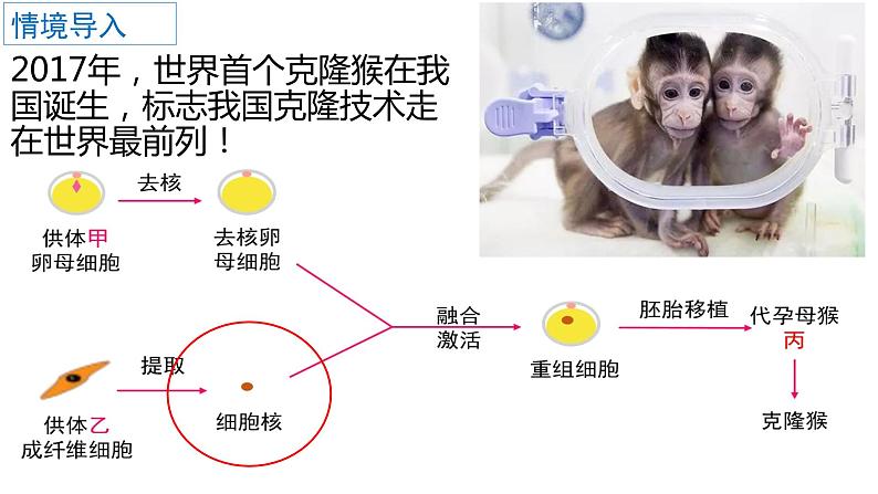 3.3细胞核的结构和功能课件PPT01