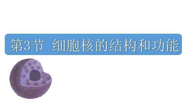 3.3细胞核的结构和功能课件PPT02