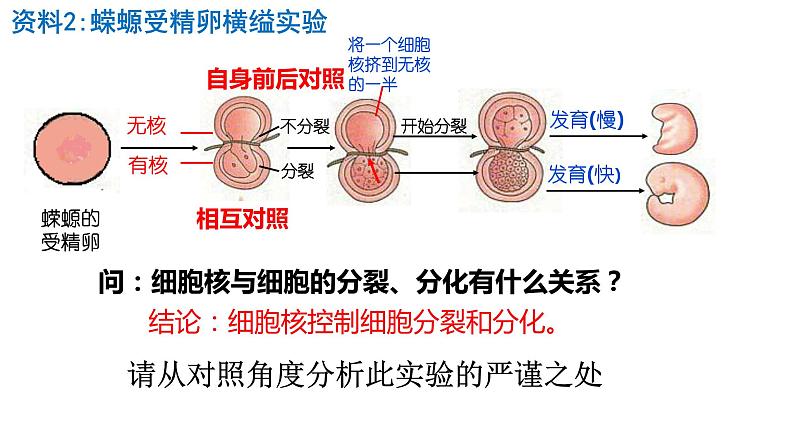 3.3细胞核的结构和功能课件PPT06