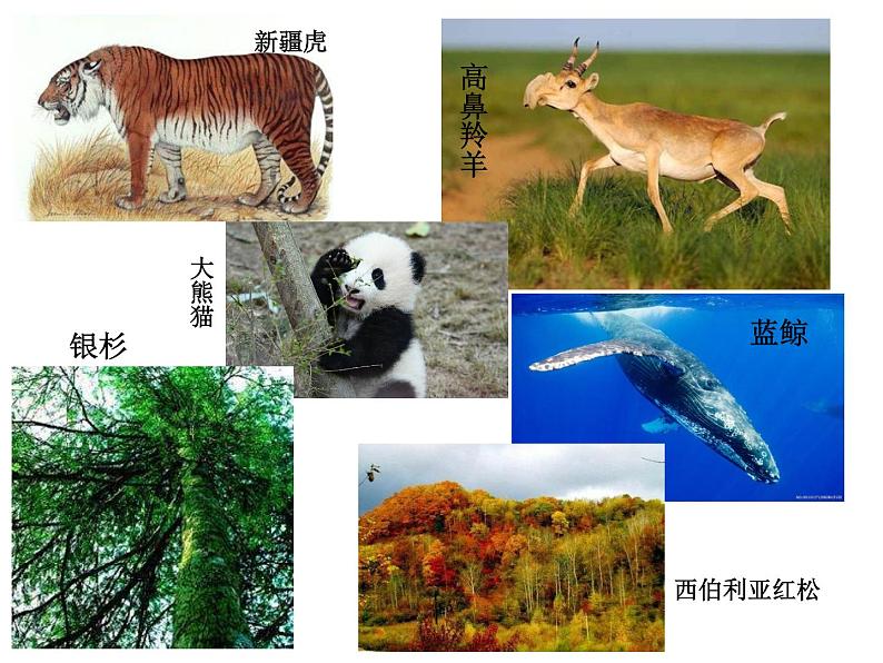 沪科版生物高中第三册-10.3  人类活动对生物多样性的影响 课件04