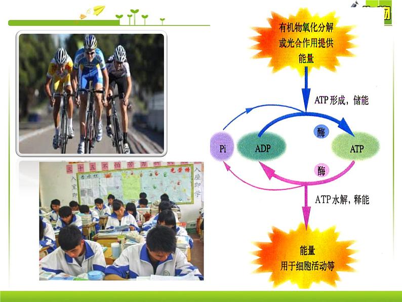 浙科版生物高一第一册-4.3  细胞呼吸 课件01