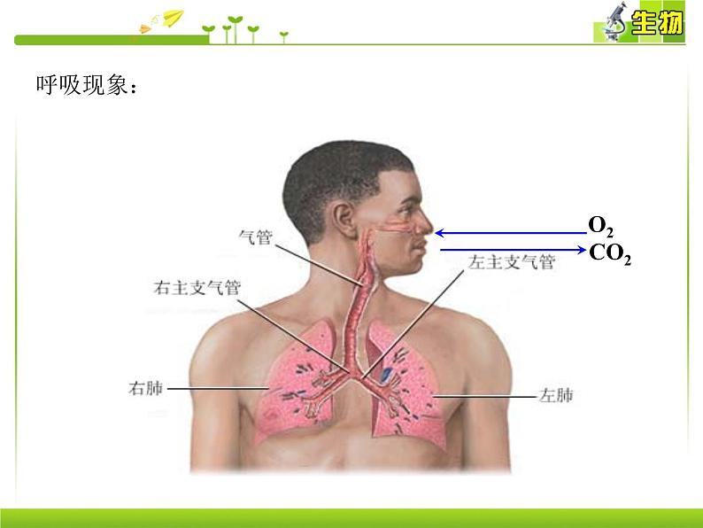 浙科版生物高一第一册-4.3  细胞呼吸 课件02