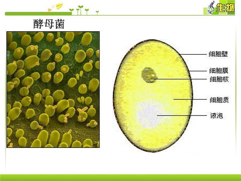 浙科版生物高一第一册-4.3  细胞呼吸 课件05