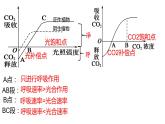 5.4 光合作用与能量转化（第4课时）课件PPT
