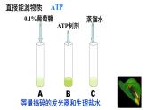 5.2细胞的能量”货币“ ATP课件PPT