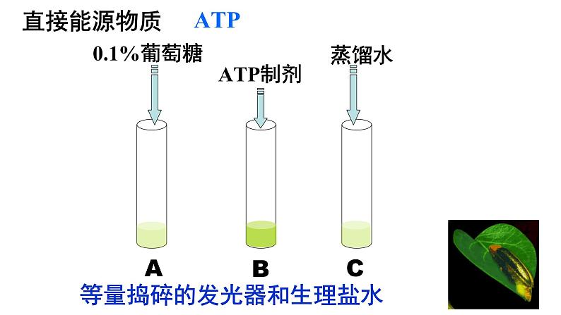 5.2细胞的能量”货币“ ATP课件PPT第2页