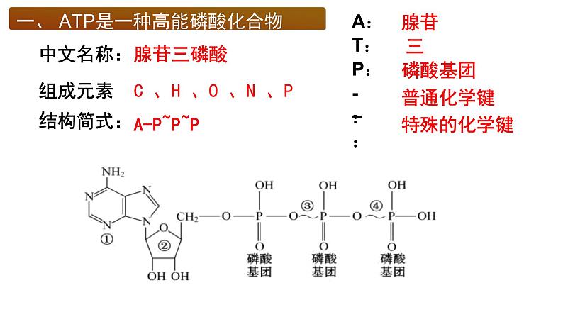 5.2细胞的能量”货币“ ATP课件PPT04