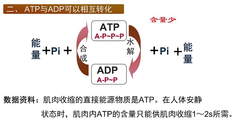 5.2细胞的能量”货币“ ATP课件PPT07