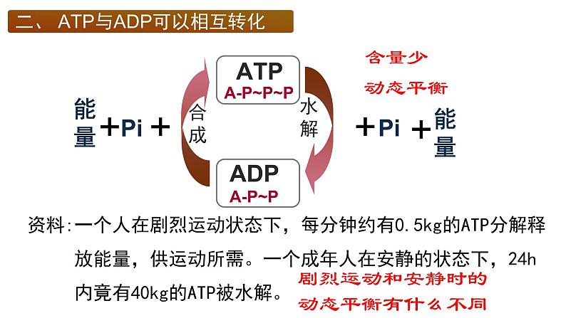 5.2细胞的能量”货币“ ATP课件PPT第8页