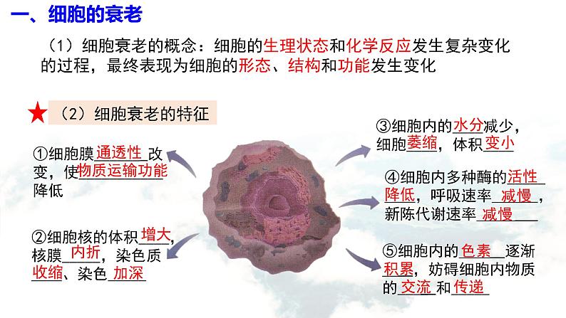 6.3 细胞的衰老和死亡课件PPT03