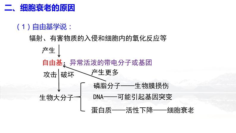 6.3 细胞的衰老和死亡课件PPT06