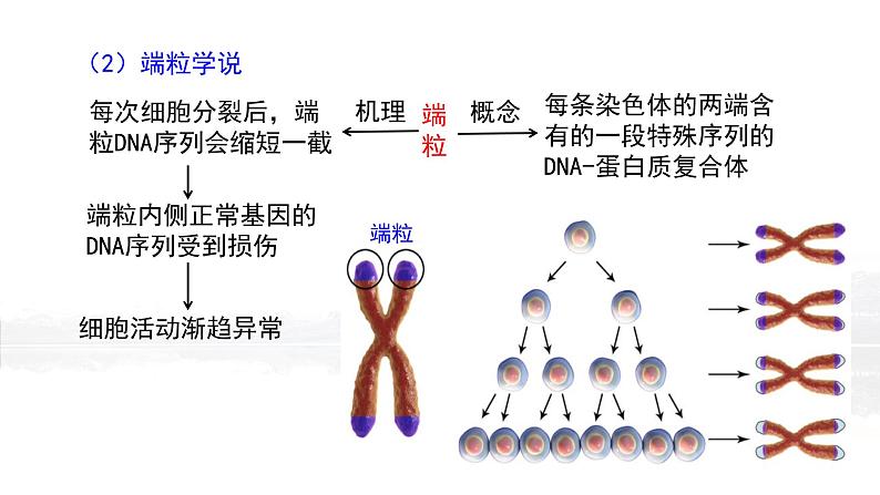 6.3 细胞的衰老和死亡课件PPT07