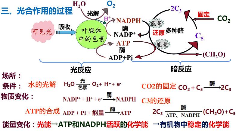 5.4 光合作用与能量转化（第2课时）课件PPT06