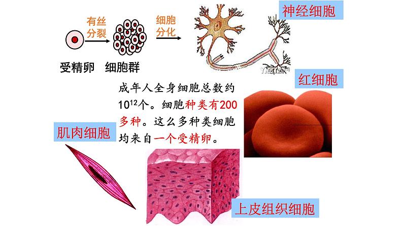 6.2细胞的分化课件PPT04