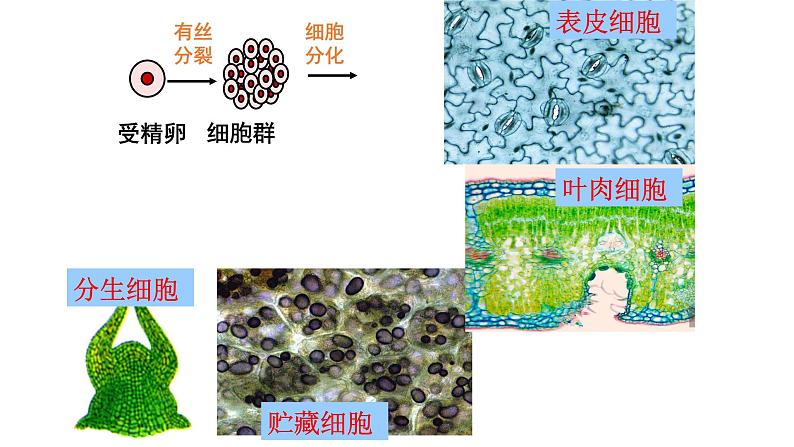 6.2细胞的分化课件PPT05