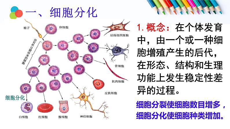 6.2细胞的分化课件PPT06