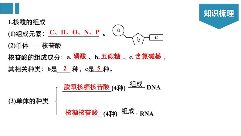 高中生物《第4讲细胞中的核酸、糖类和脂质》课件03