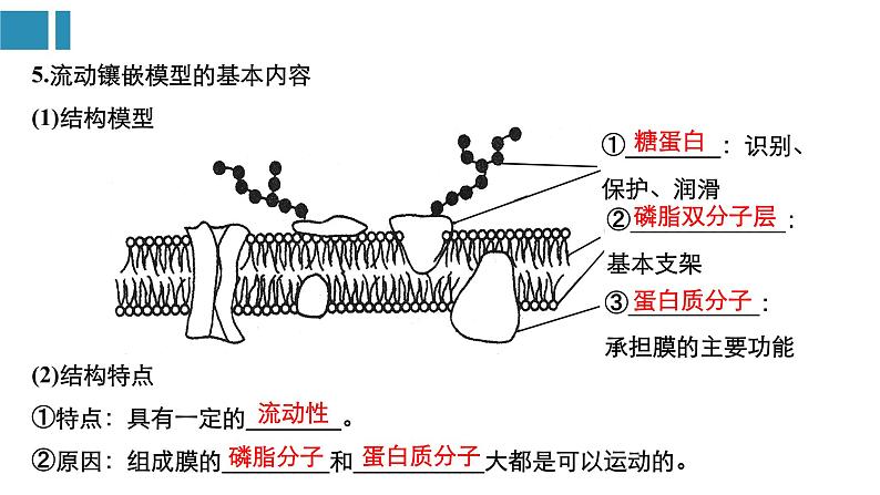 高中生物《第5讲细胞膜与细胞核》课件第6页