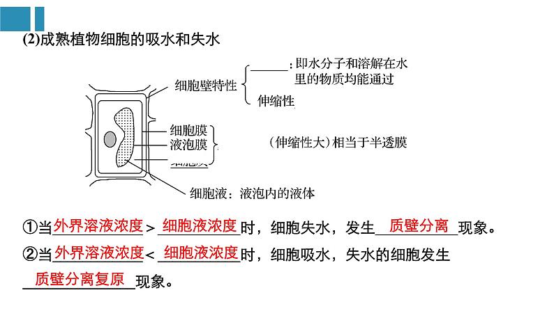 高中生物《第7讲细胞的物质输入和输出》课件05
