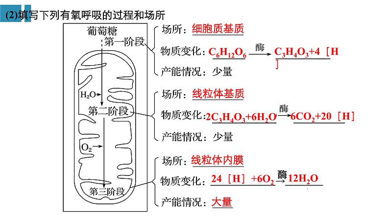 高中生物《第9讲细胞呼吸》课件第4页