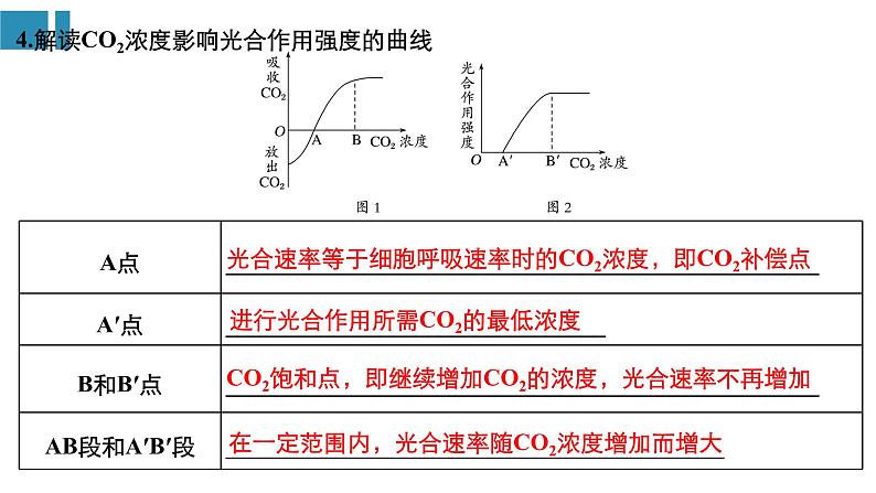 高中生物《第11讲光与光合作用(Ⅱ)》课件06