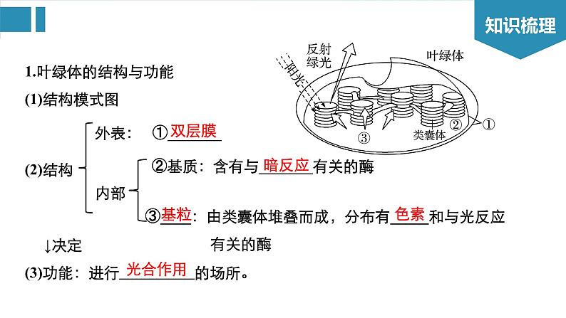 高中生物《第10讲光与光合作用(Ⅰ)》课件03