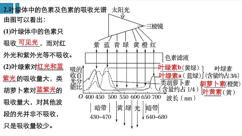高中生物《第10讲光与光合作用(Ⅰ)》课件04
