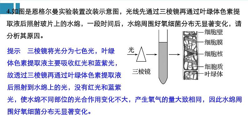 高中生物《第10讲光与光合作用(Ⅰ)》课件07