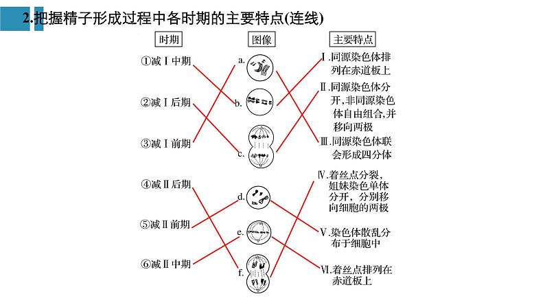 高中生物《第13讲减数分裂和受精作用(Ⅰ)》课件第4页