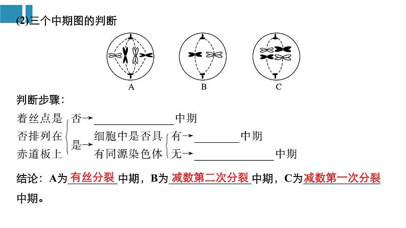 高中生物《第14讲减数分裂和受精作用(Ⅱ)》课件04