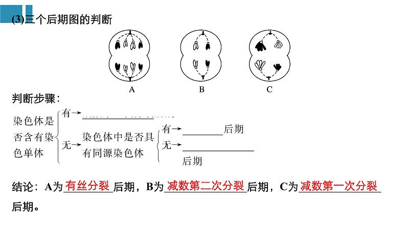 高中生物《第14讲减数分裂和受精作用(Ⅱ)》课件05
