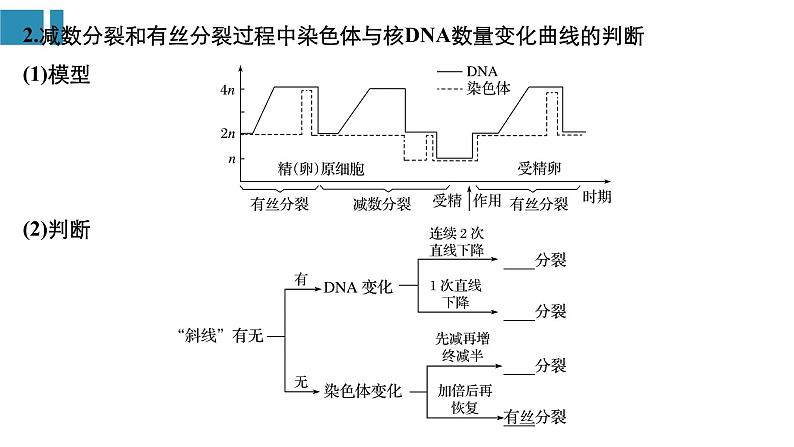 高中生物《第14讲减数分裂和受精作用(Ⅱ)》课件06