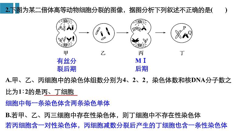 高中生物《第14讲减数分裂和受精作用(Ⅱ)》课件08