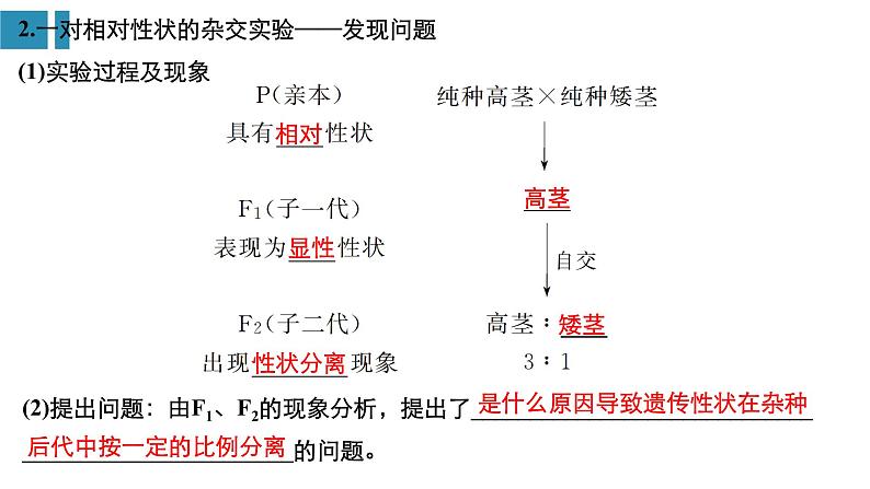 高中生物《第16讲基因的分离定律》课件第4页