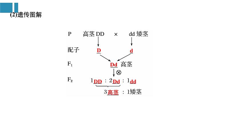 高中生物《第16讲基因的分离定律》课件第6页