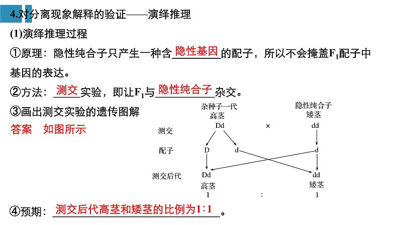 高中生物《第16讲基因的分离定律》课件第7页