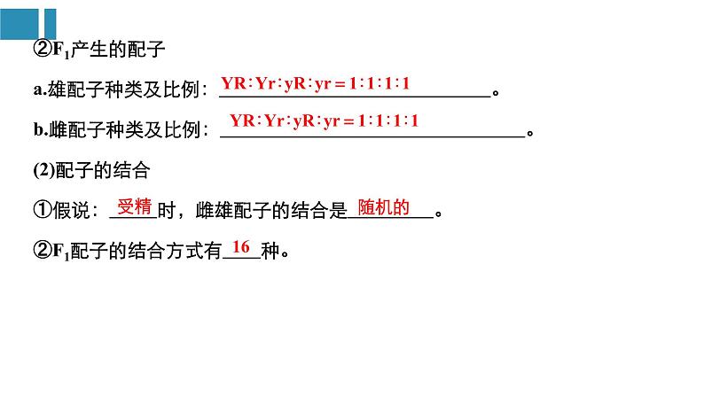 高中生物《第17讲基因的自由组合定律(Ⅰ)》课件第4页
