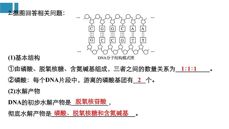高中生物《第22讲DNA分子的结构、复制与基因的本质》课件07