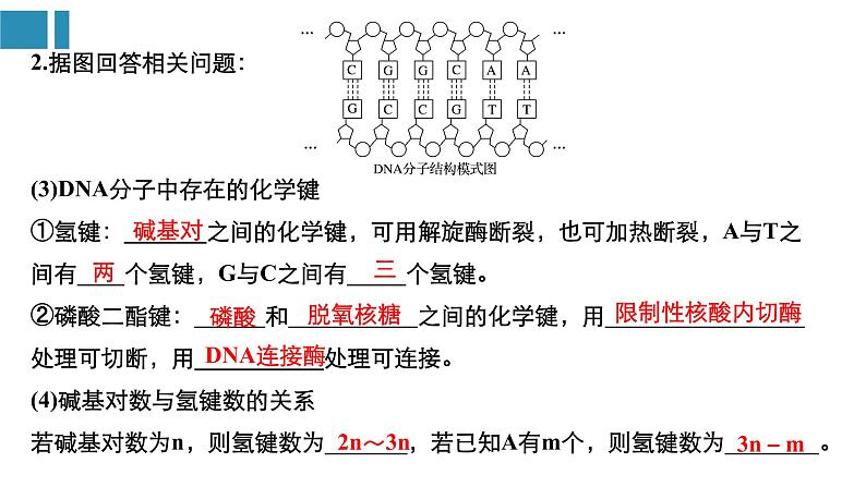 高中生物《第22讲DNA分子的结构、复制与基因的本质》课件08