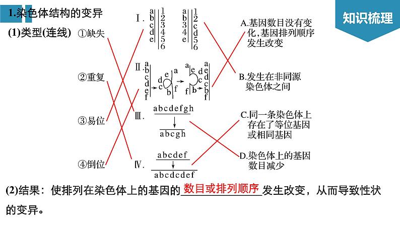 高中生物《第25讲染色体变异与育种》课件03