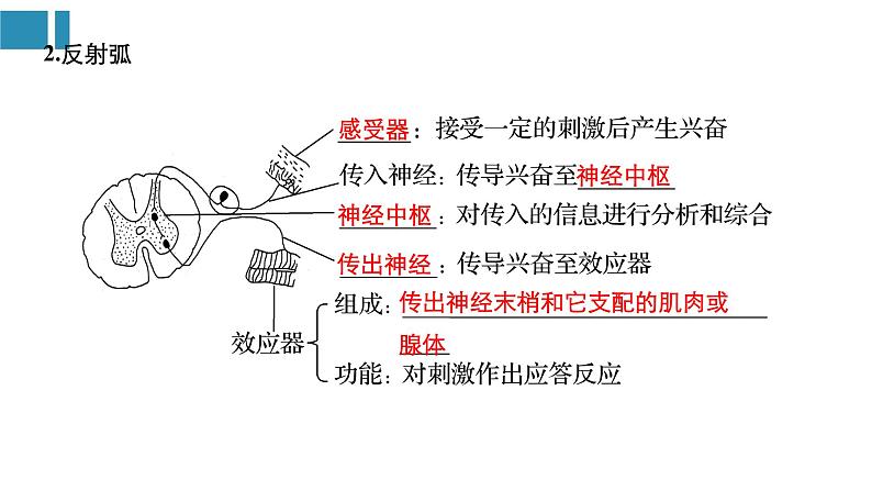 高中生物《第28讲人和高等动物的神经调节》课件04