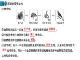 高中生物《第34讲生态系统的结构与能量流动》课件