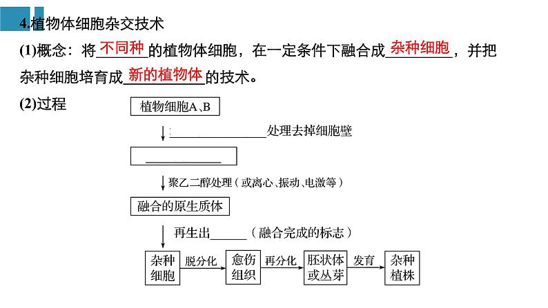 高中生物《第38讲细胞工程》课件05